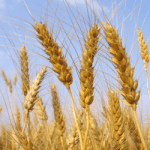 Harvest happens, not always where we expect