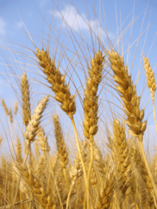 Harvest happens, not always where we expect